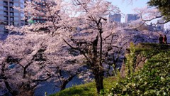 千鳥ヶ淵の春景色