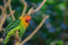 ルリゴシボタンインコ