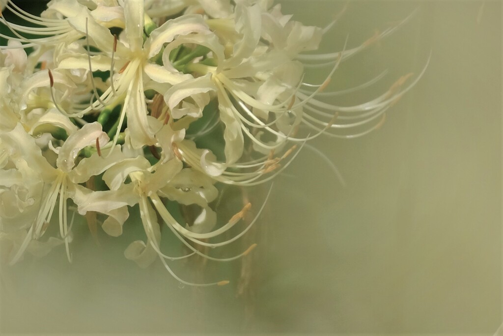 季節の花