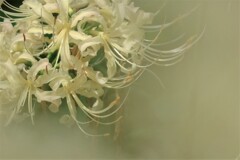 季節の花