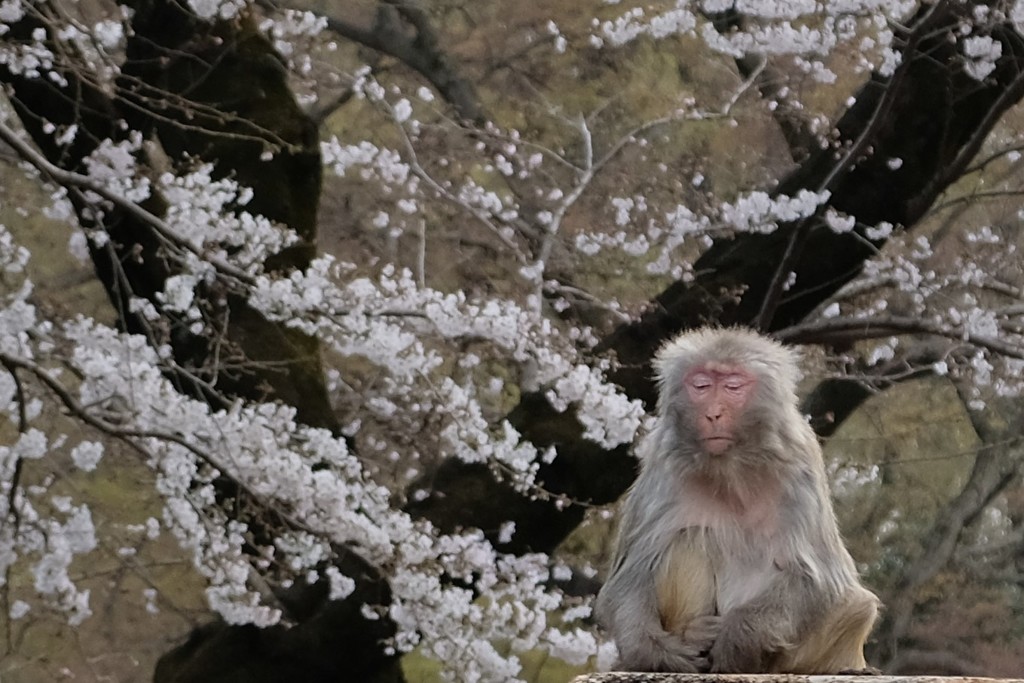 桜の木の下で瞑想する猿