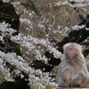 桜の木の下で瞑想する猿