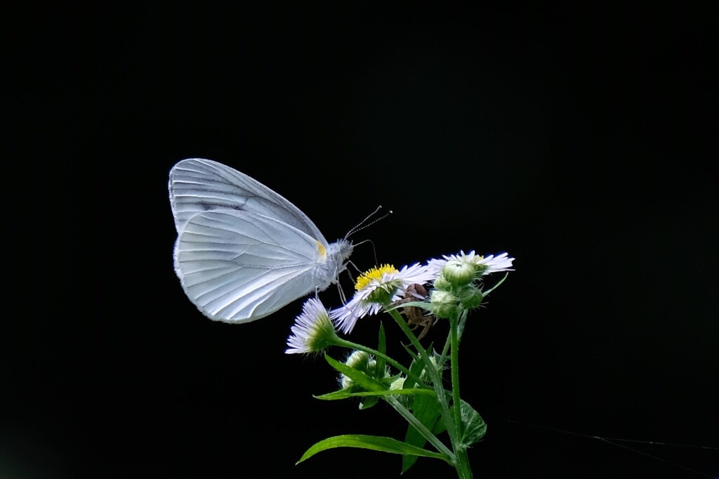 蝶と花