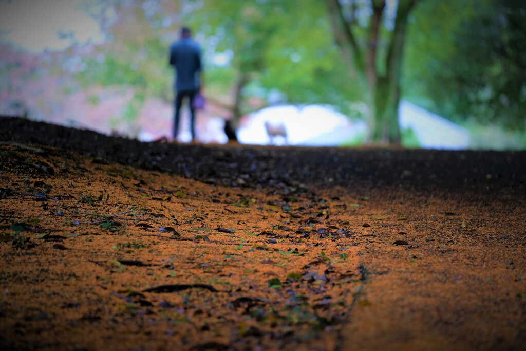 雨上がりの金木犀
