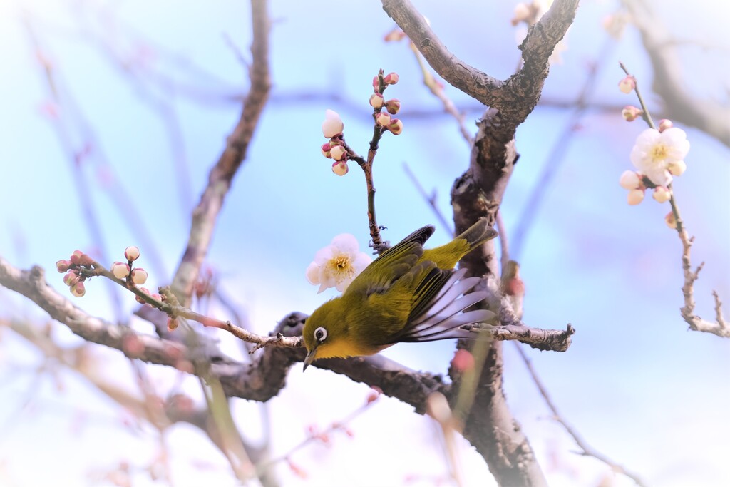 春が来た♪