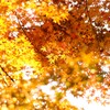 秋の色彩　Ⅲ