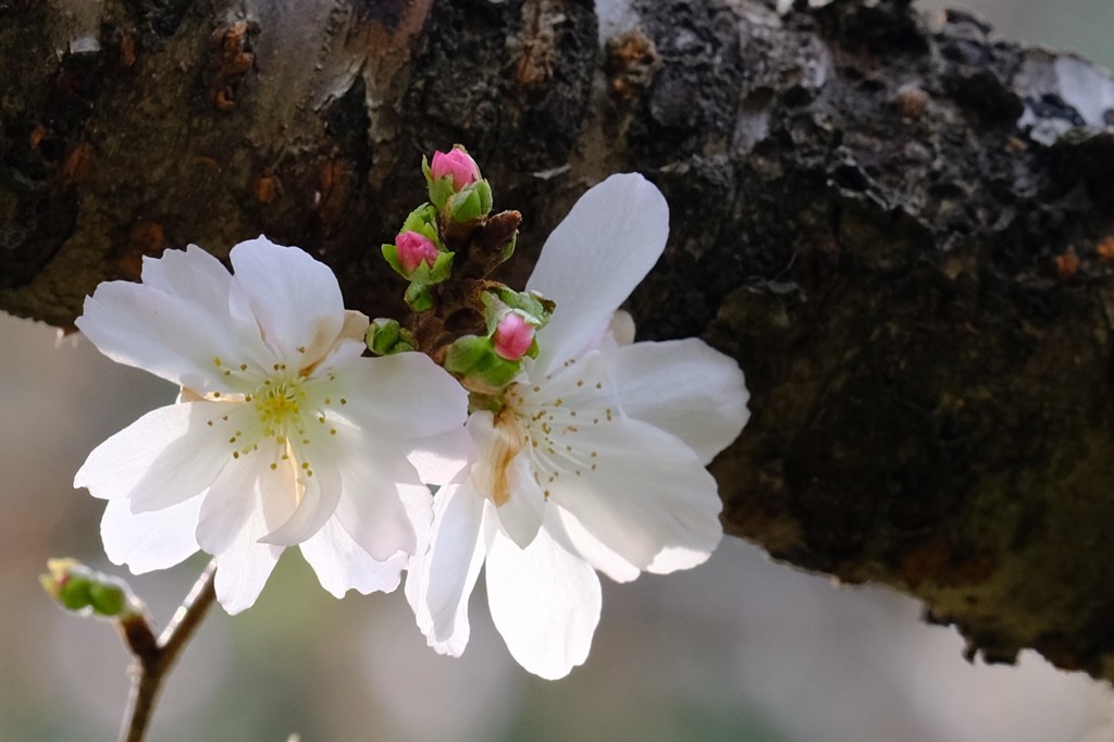 十月桜