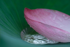 蓮華