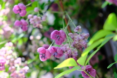 五葉あけびの花