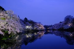 2018の井の頭公園夜桜