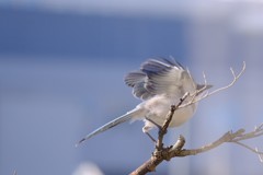 飛び立つ