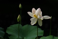 舞妃蓮