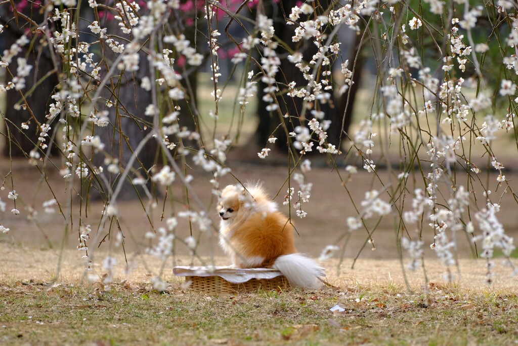 枝垂れ梅の下で