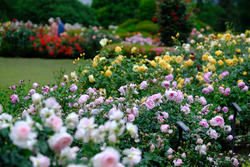 薔薇香る庭
