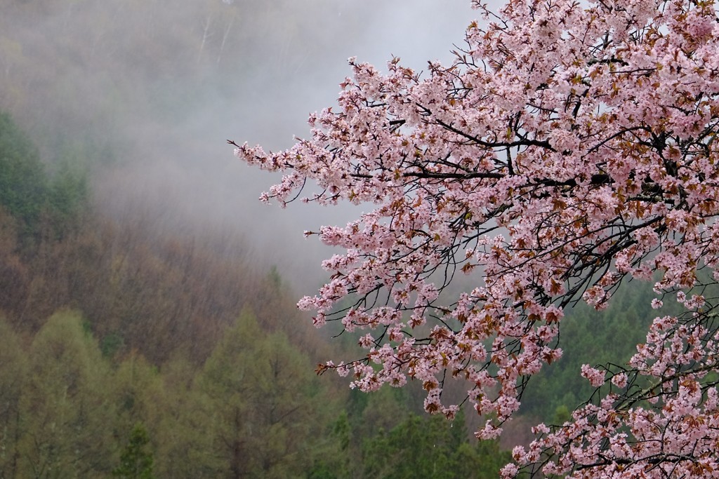 春の雨