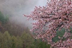 春の雨