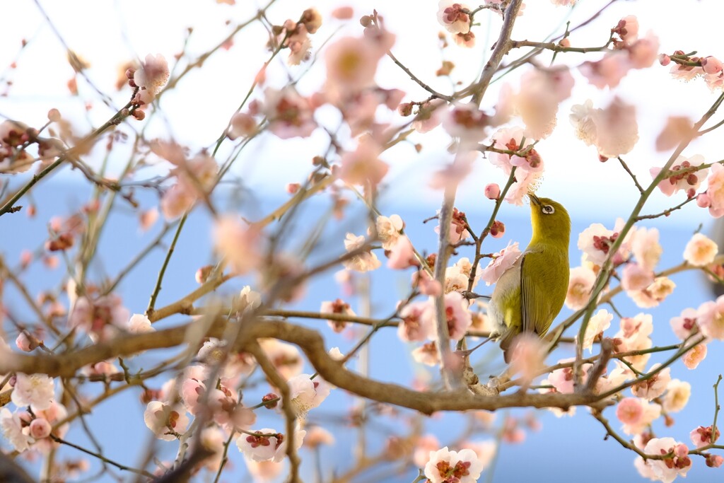 春が来た