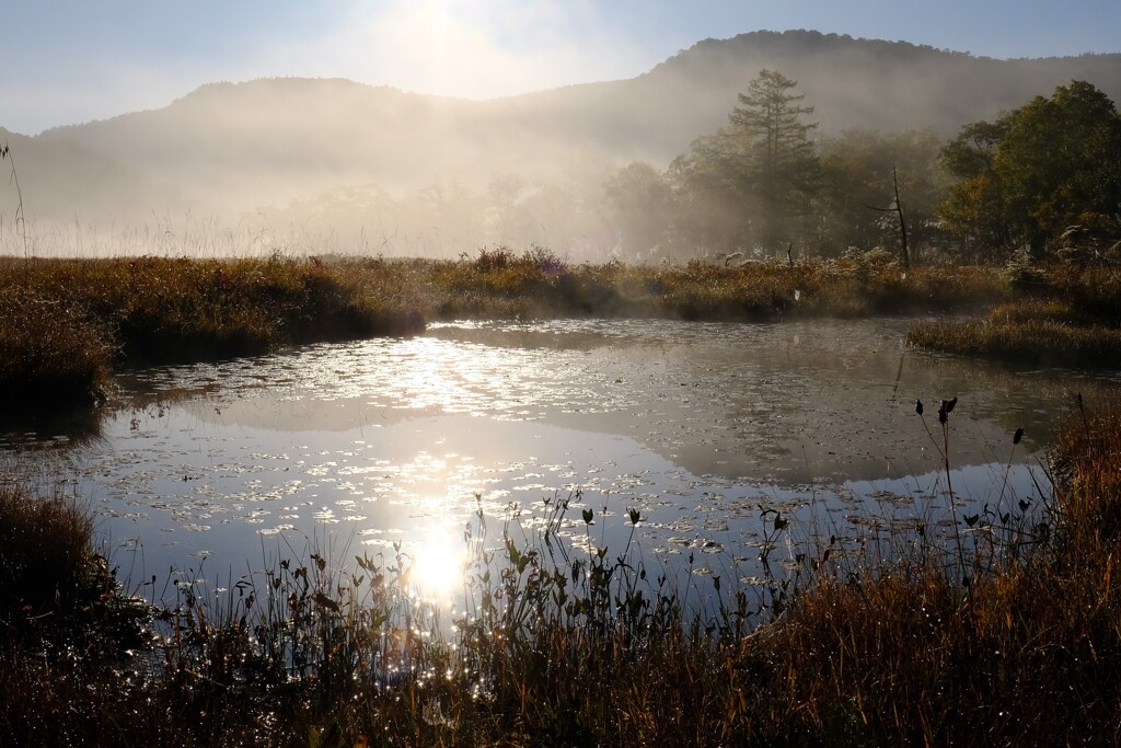 朝の池塘