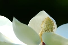 タイサンボク