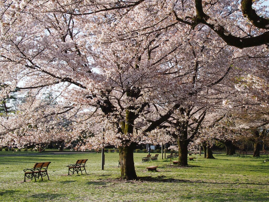 朝の公園