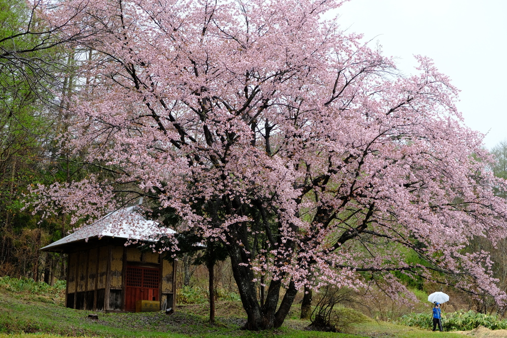 一本桜