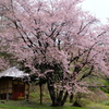 一本桜