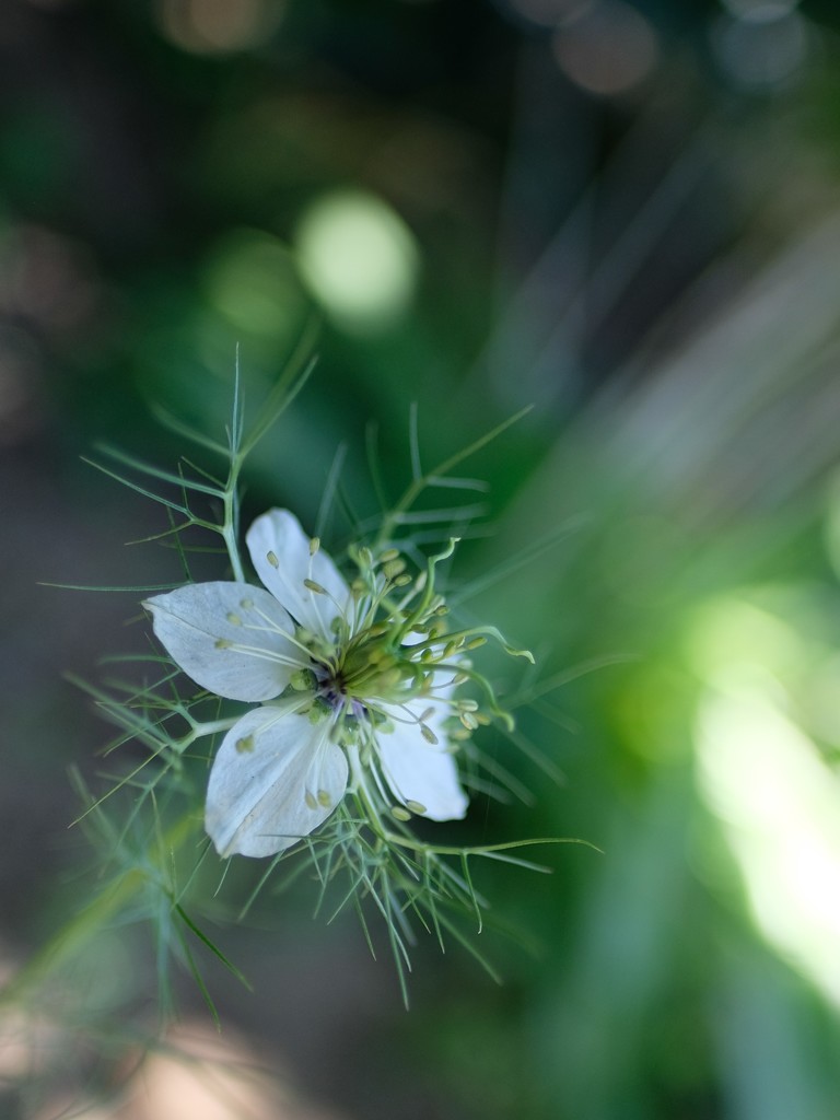 ニゲラの花