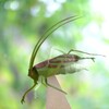 キリギリス