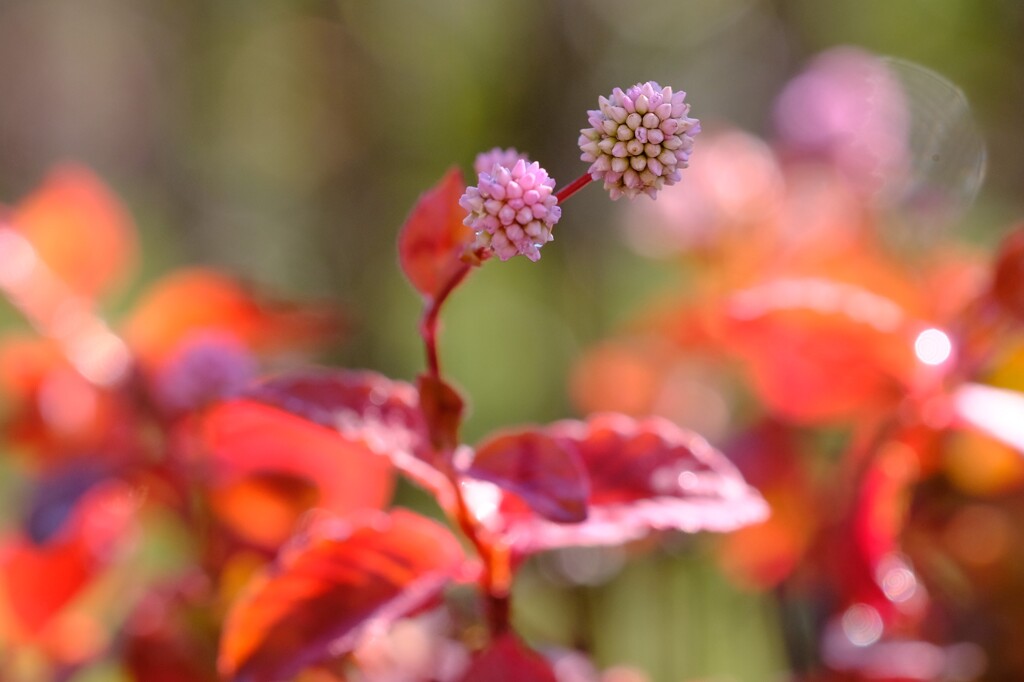 ヒメツルソバの紅葉