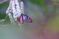 花と蝶