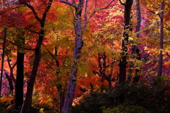 錦の庭