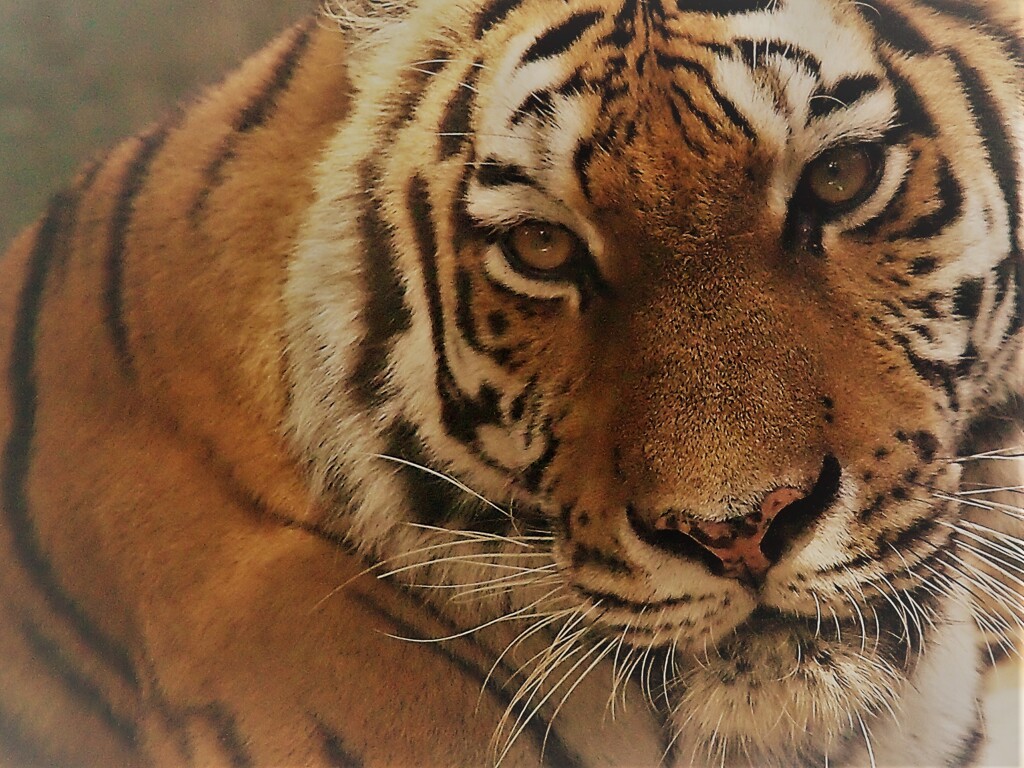 壬寅
