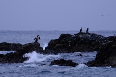 冬の海