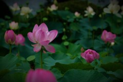 蓮池