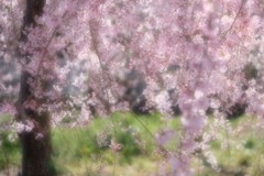 陽光
