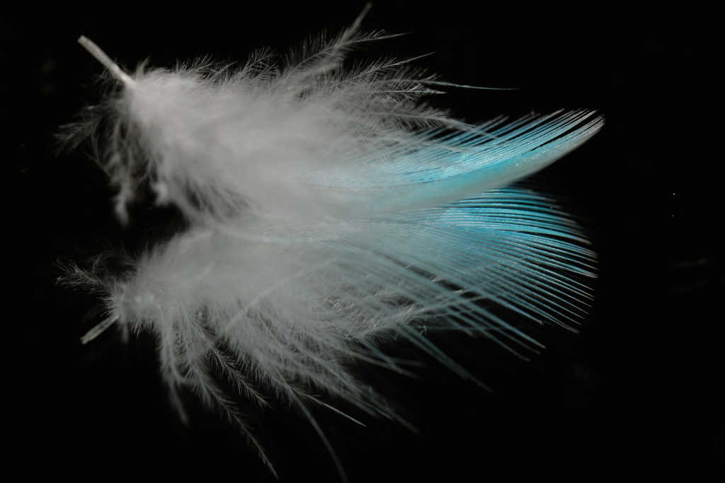 feather