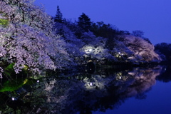 幽玄の夜桜