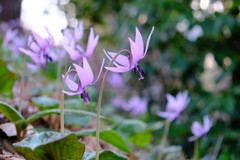 カタクリの花