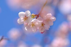 桜咲く