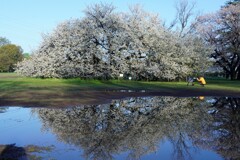 大島桜