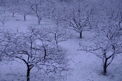 もうすぐ4月の東京に雪が降る