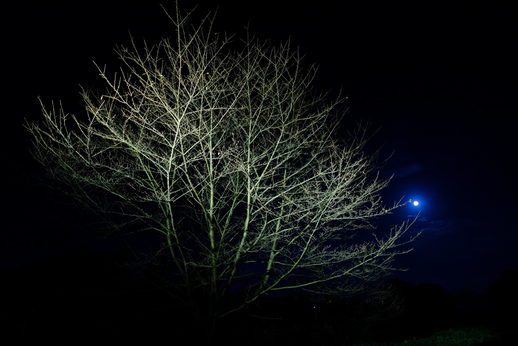 夜の樹
