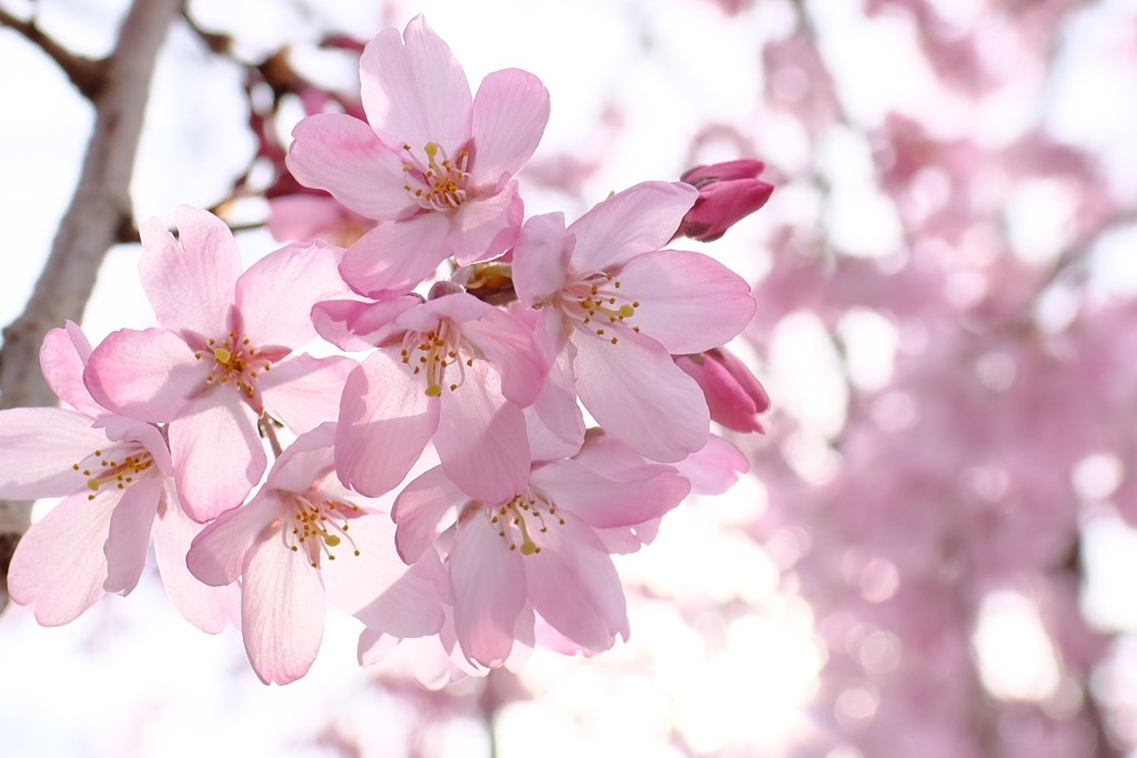 桜咲く
