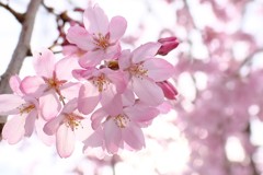 桜咲く