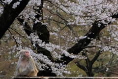 花見の猿