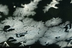 氷の樹