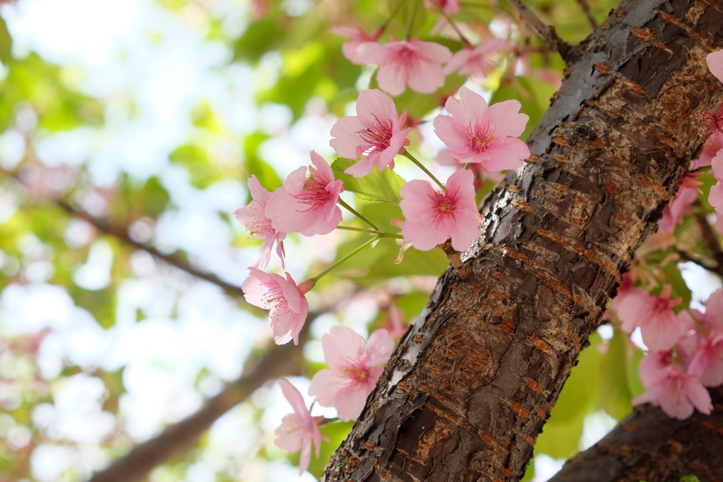 散り際の桜