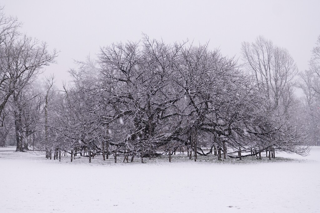 大島桜に降る雪