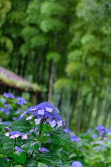 雨の日の紫陽花巡り