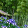 雨の日の紫陽花巡り